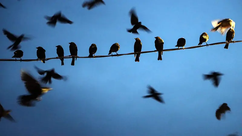 Pájaros negros invaden los cielos